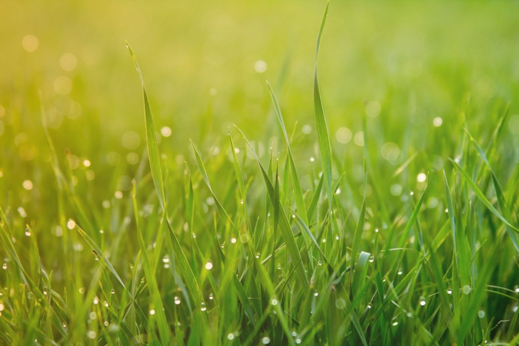 Caring for Your Cool-Season Turfgrasses in the Four State Area of Southwest Missour