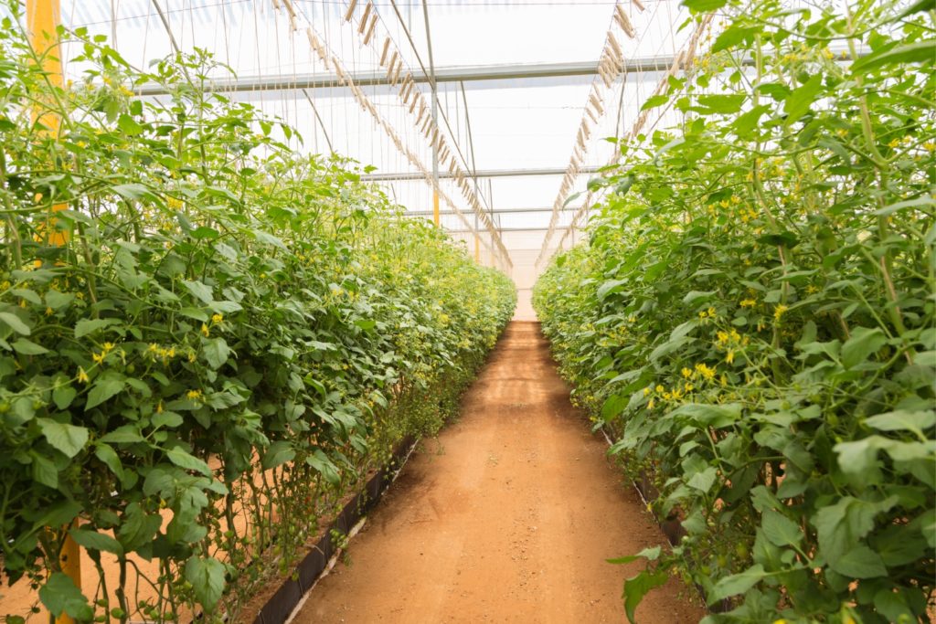 Your Local Sources for Nurseries and Greenhouses Serving the Four-State Area