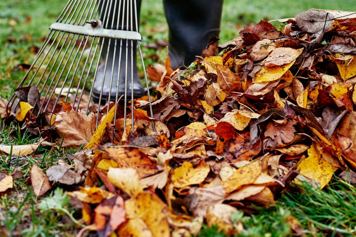 Fall Cleanup for Homeowners and Business Owners in the Four Statesfeatured image