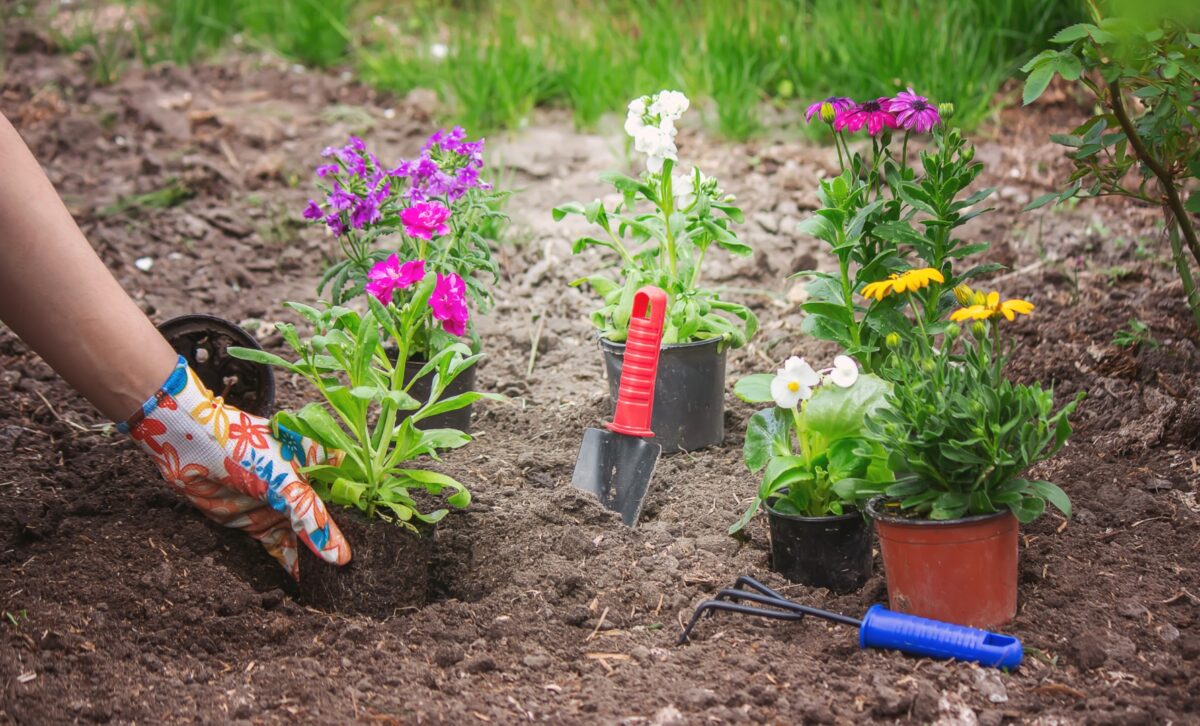 Best Tips for Keeping Your Flowerbed Healthy and Vibrant All Summer Longfeatured image