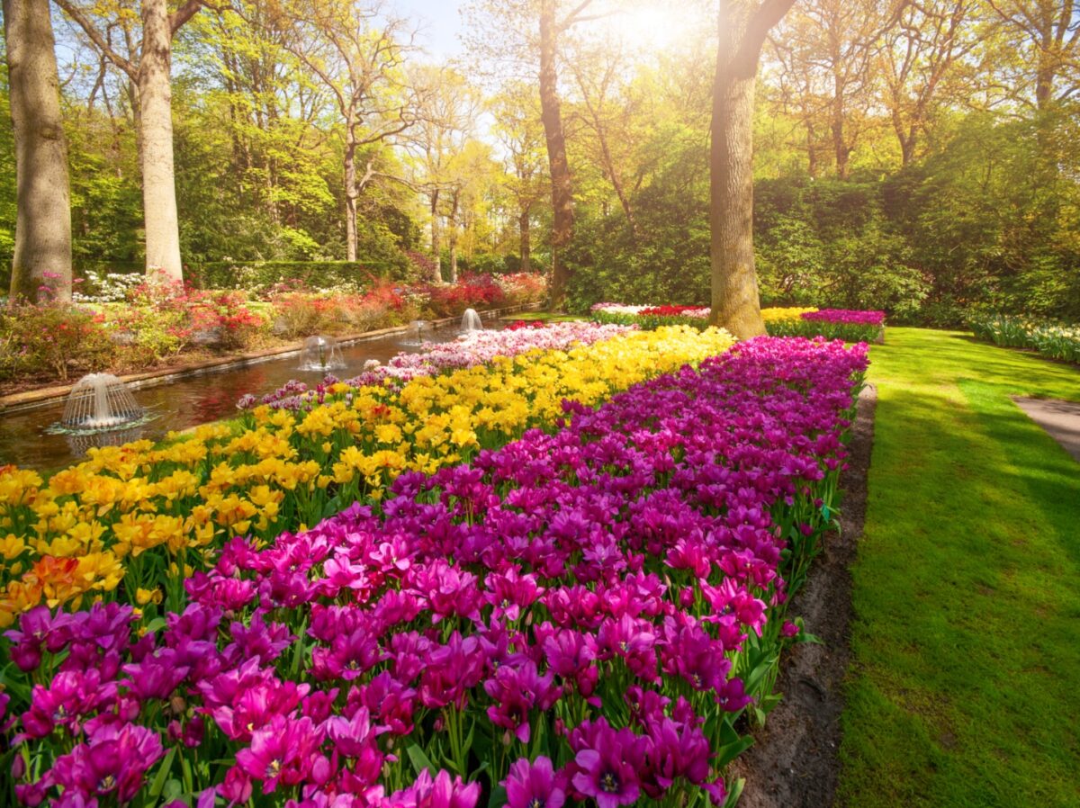 Planting Annuals by Colorfeatured image