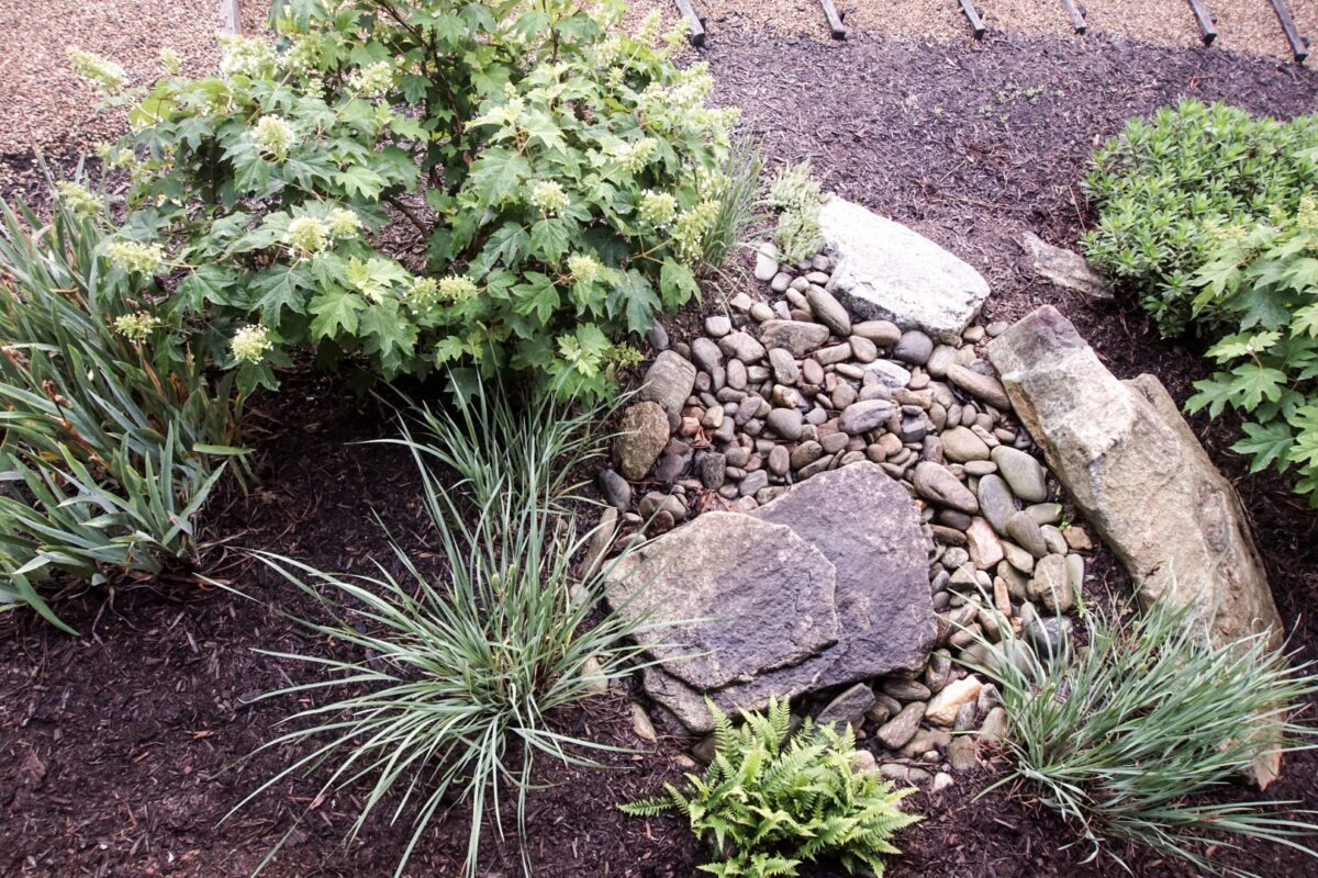 Step-by-Step Guide on How to Build Rain Gardens for Sustainable Water Managementfeatured image
